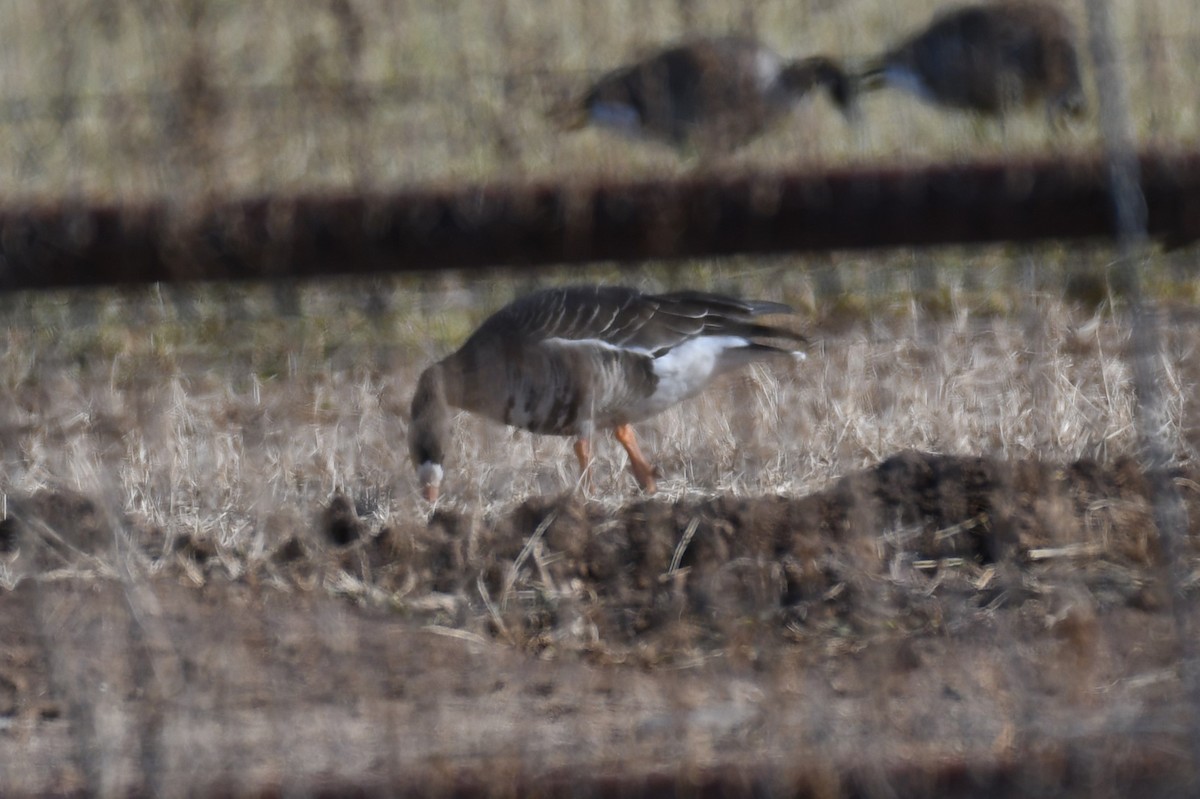 Greater White-fronted Goose - ML612364773