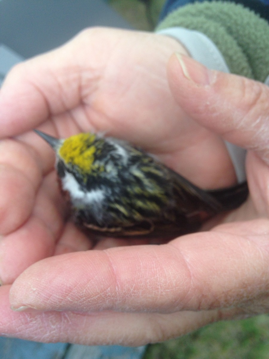 Chestnut-sided Warbler - ML612364827