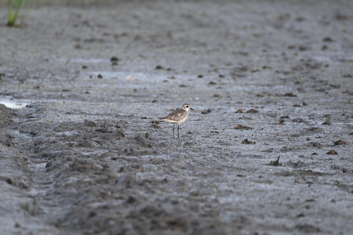 American Golden-Plover - ML612364843