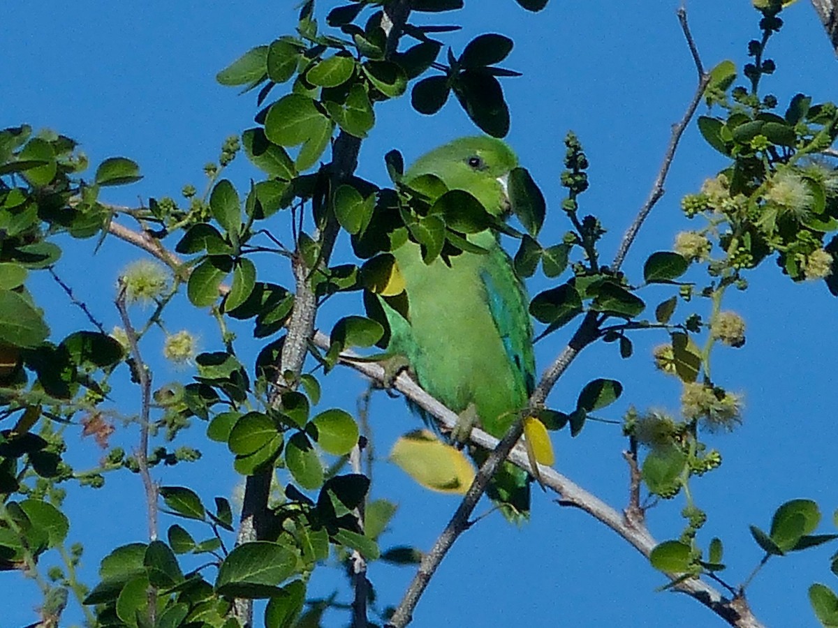 Blaubürzel-Sperlingspapagei (insularis) - ML612364855