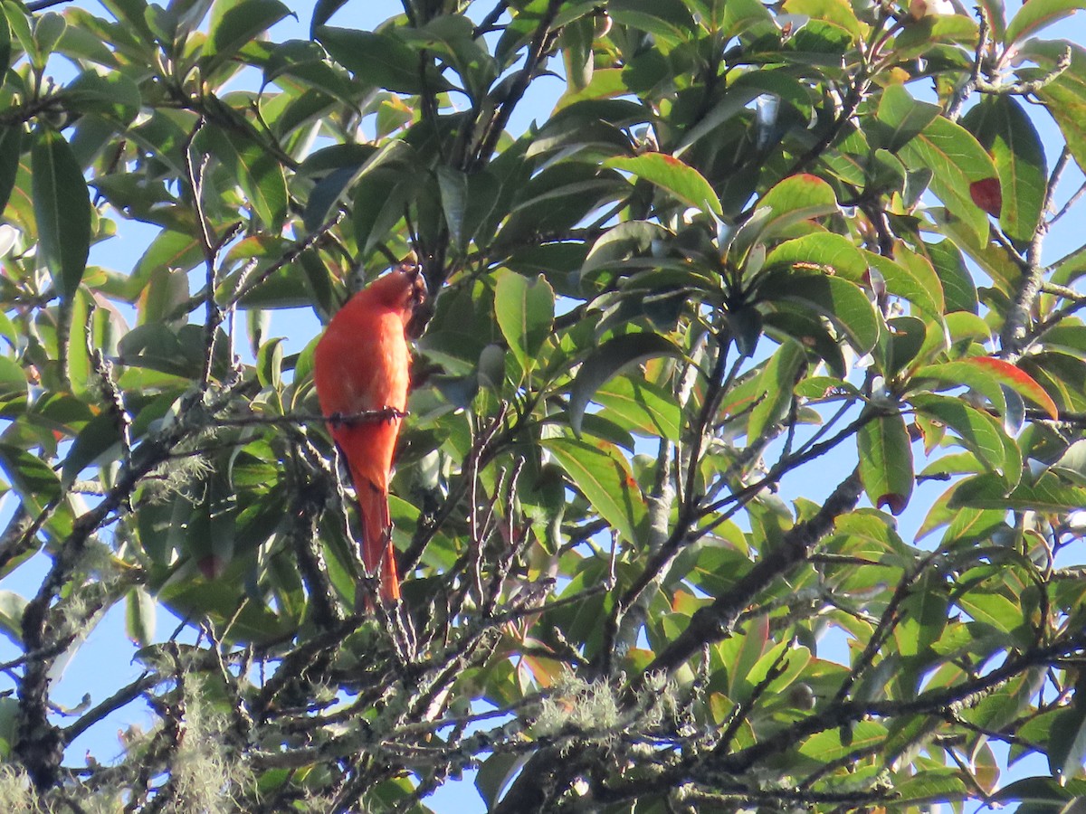 Minivet de la Sonda - ML612364860