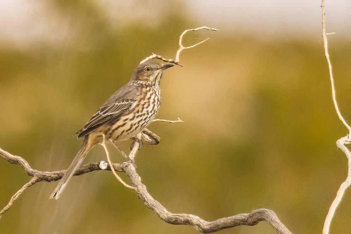 Sage Thrasher - ML612364886