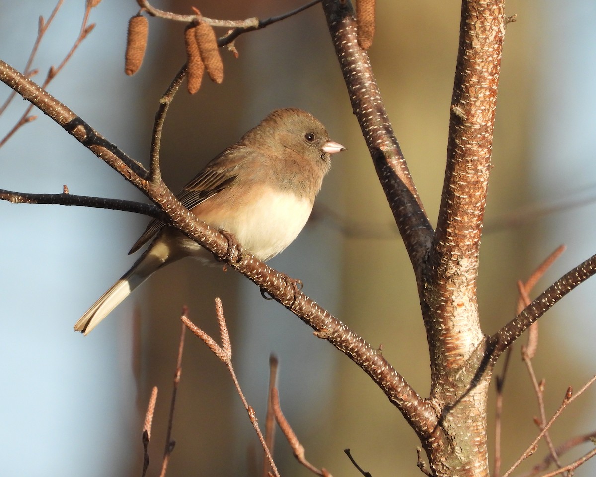 Dark-eyed Junco - Aubrey Merrill