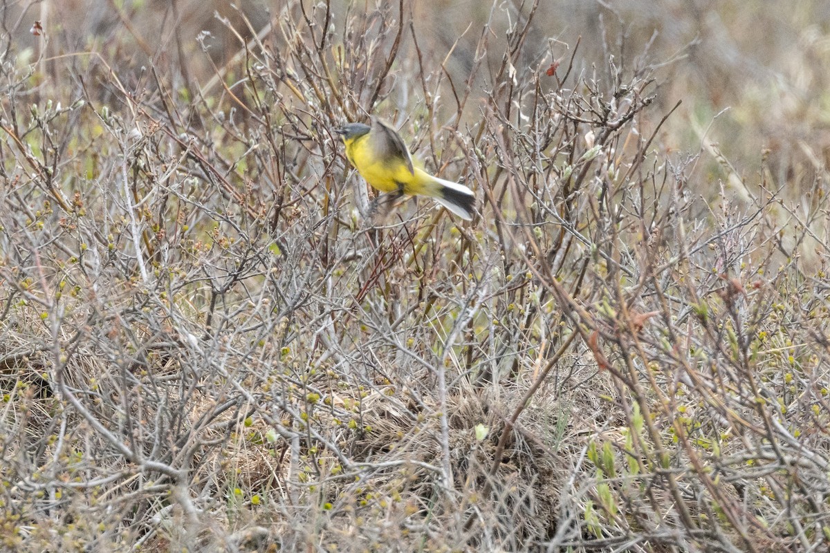 Eastern Yellow Wagtail - Anya Auerbach