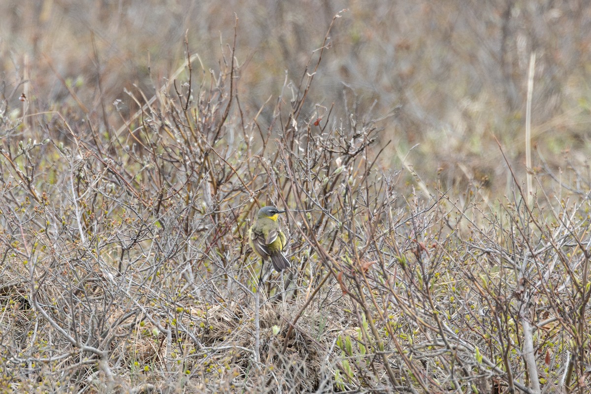 Eastern Yellow Wagtail - Anya Auerbach