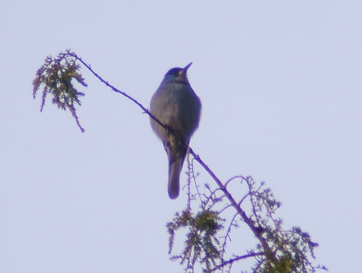 Pinyon Jay - ML612364931