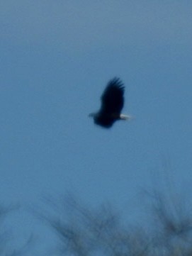 Bald Eagle - ML612364940