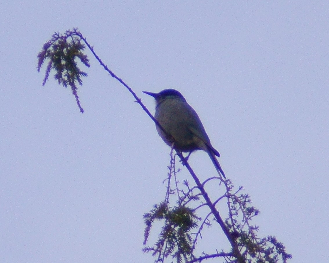 Pinyon Jay - ML612364945