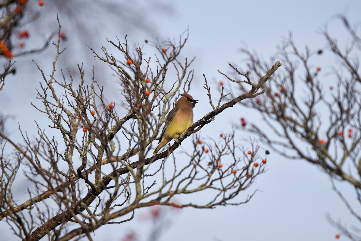 Cedar Waxwing - ML612364948