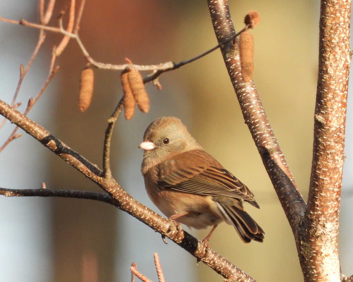 Dark-eyed Junco - Aubrey Merrill