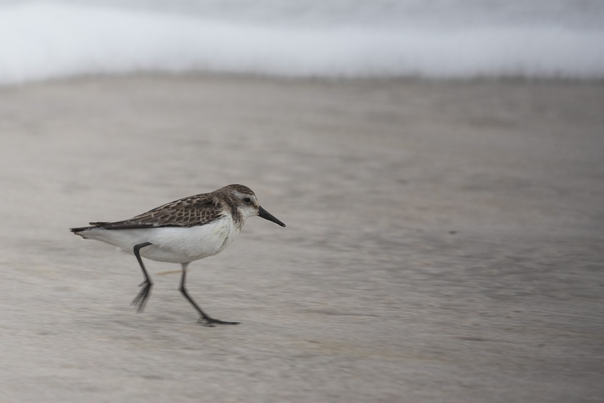 Bergstrandläufer - ML612364960