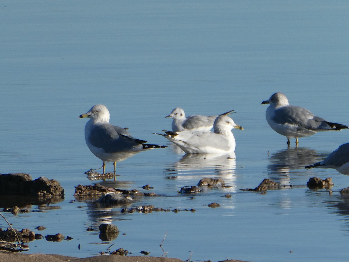 Bonaparte's Gull - J Joseph