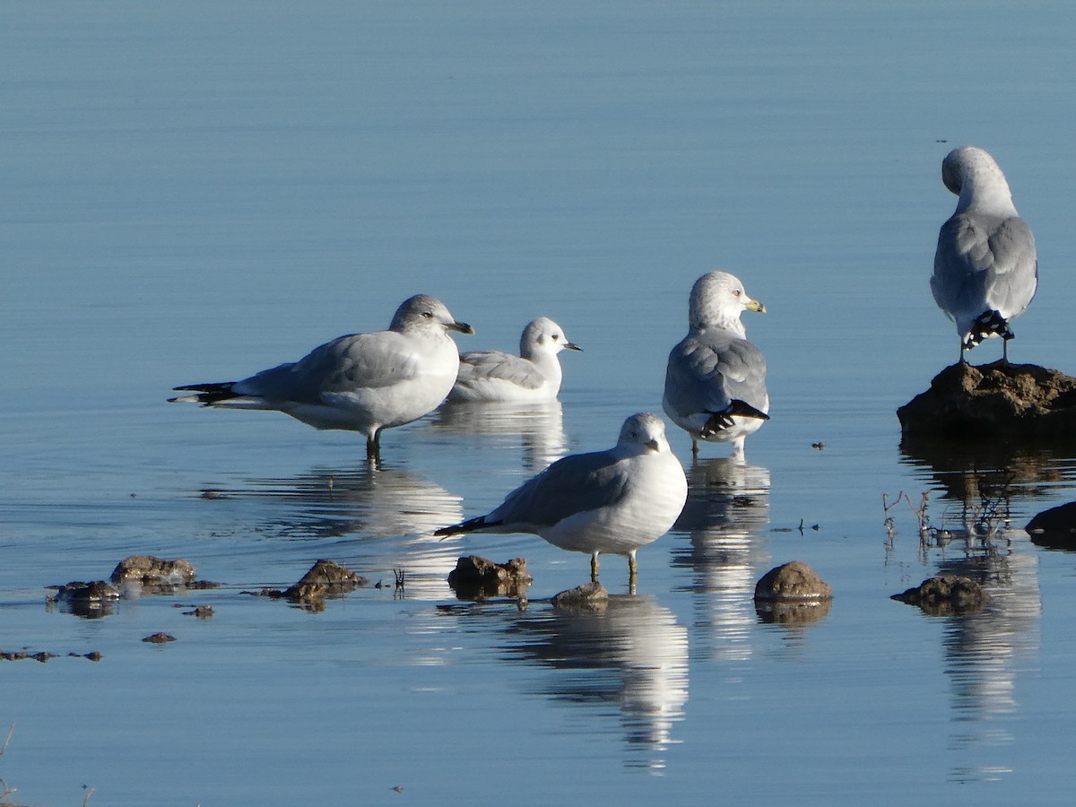 Bonaparte's Gull - ML612364999