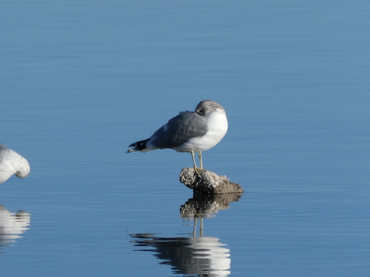 California Gull - ML612365015