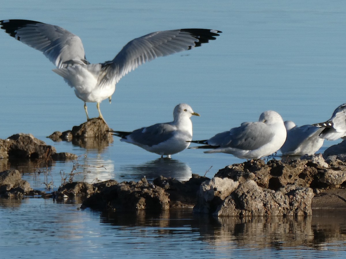 Short-billed Gull - ML612365031