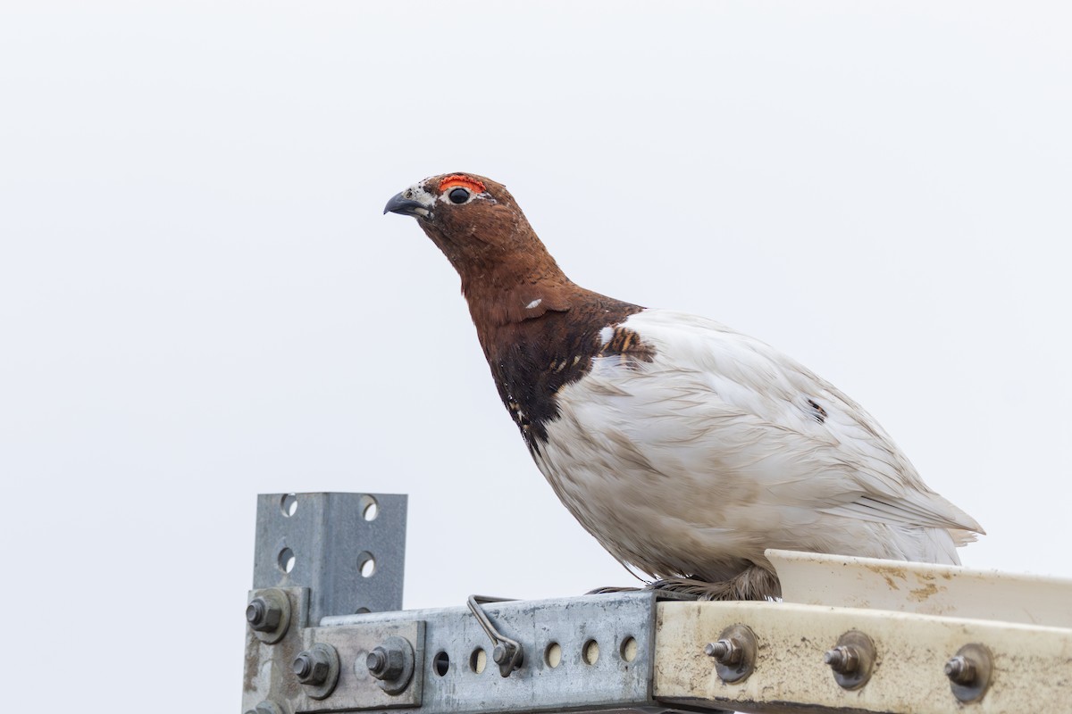 Willow Ptarmigan - ML612365094