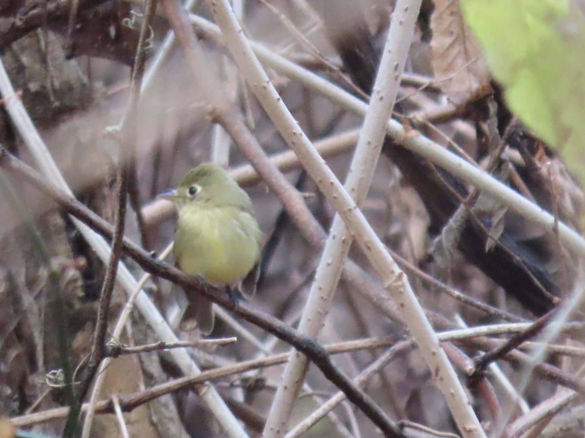 Western Flycatcher (Pacific-slope) - ML612365146