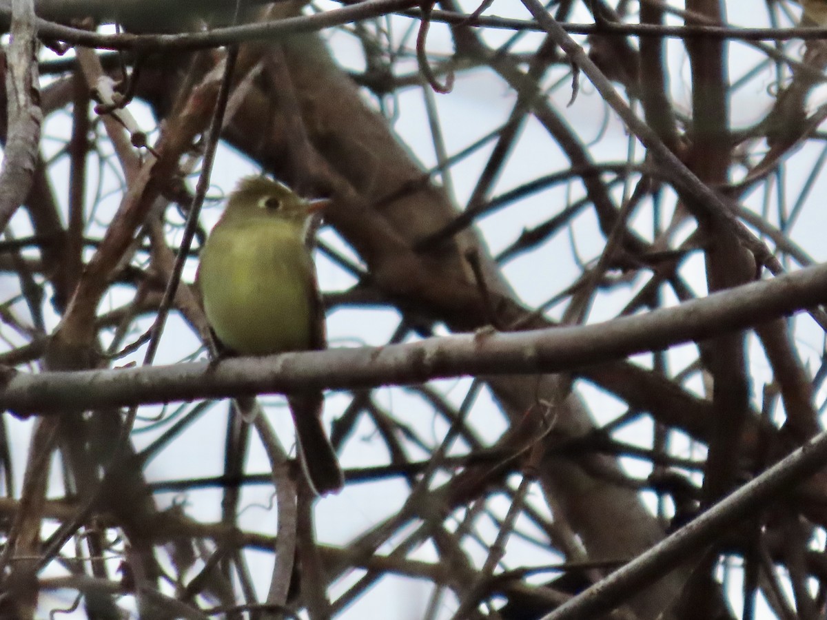 Western Flycatcher (Pacific-slope) - ML612365148