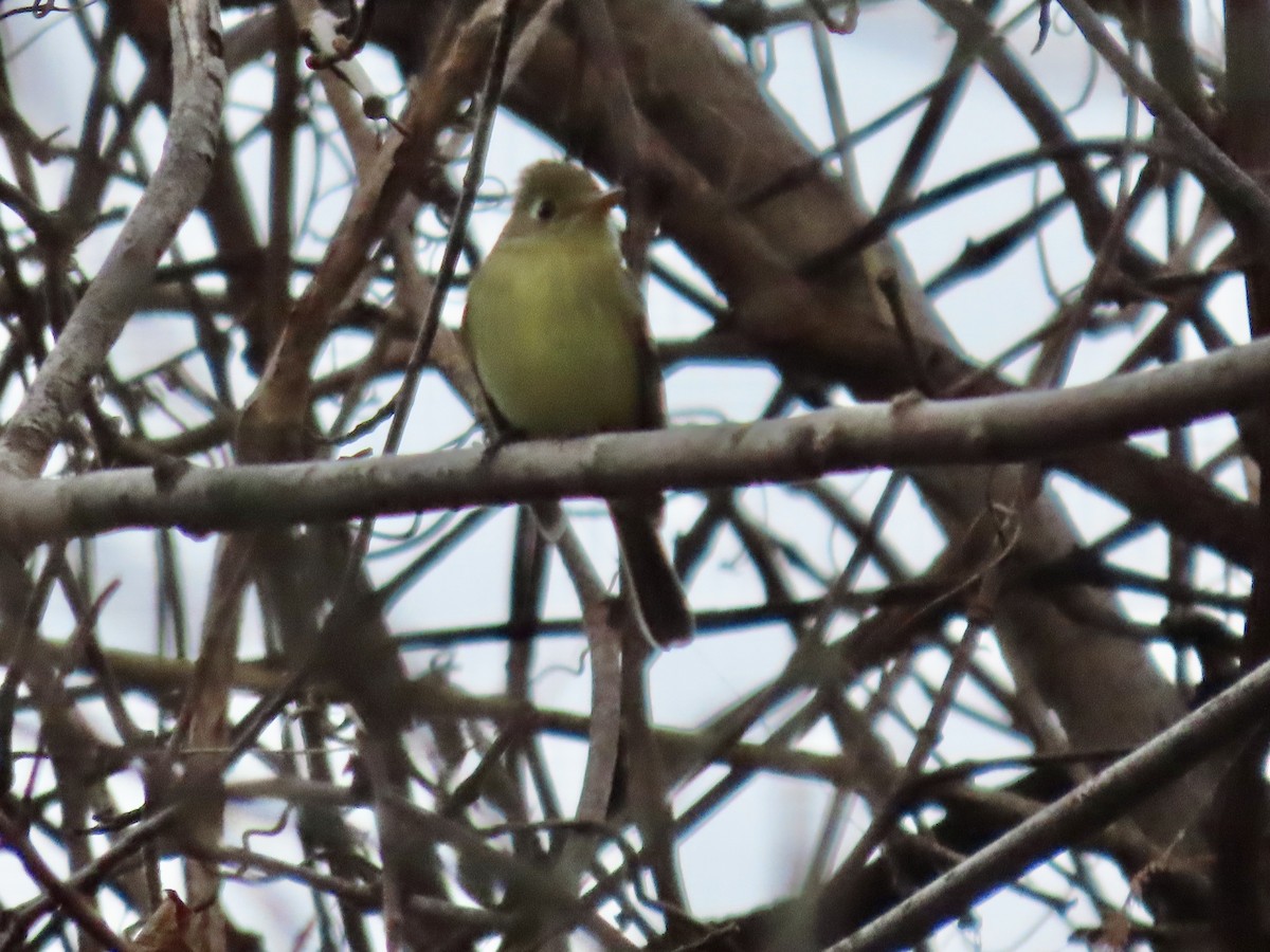 Western Flycatcher (Pacific-slope) - ML612365149