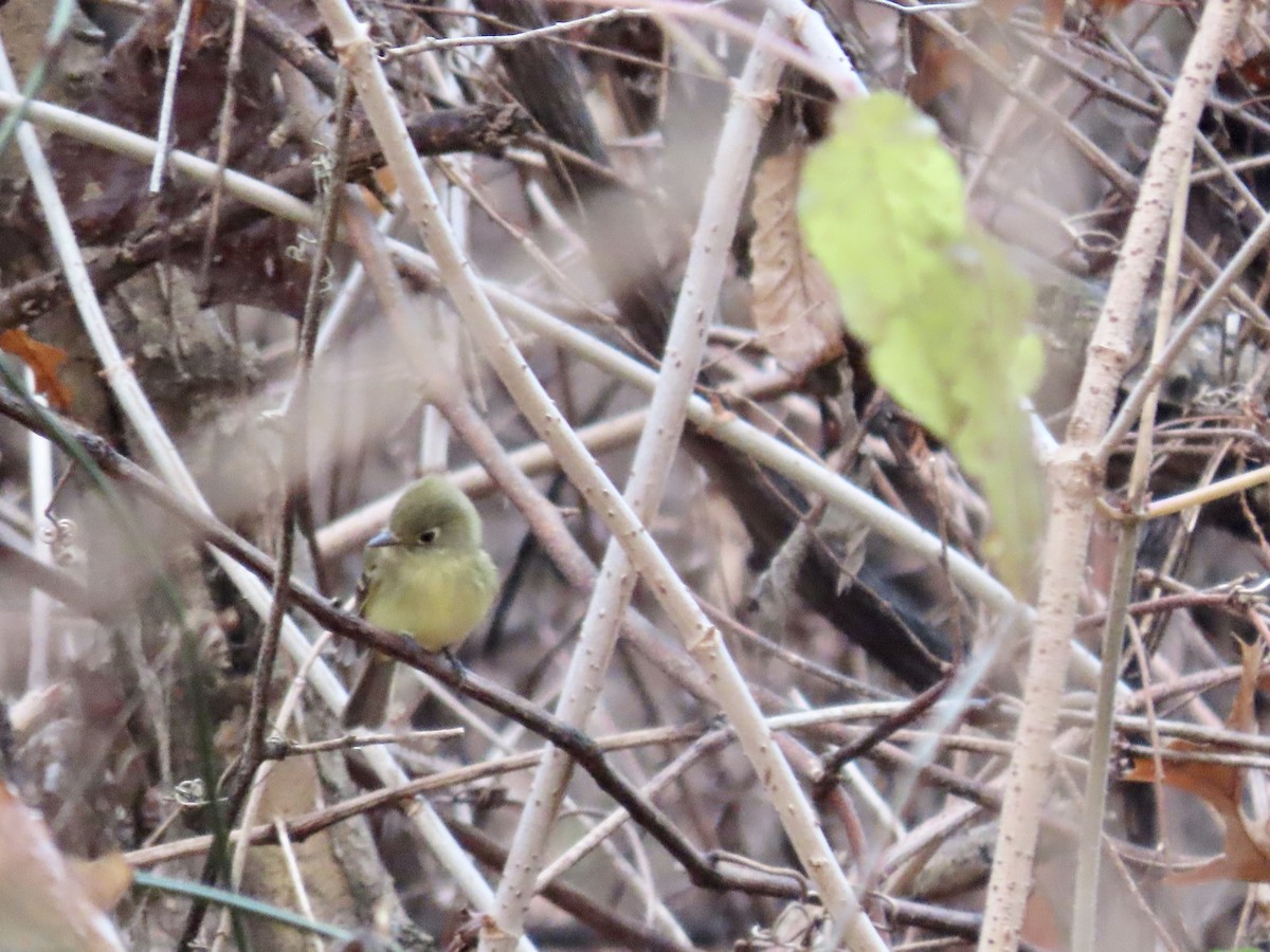Western Flycatcher (Pacific-slope) - ML612365150