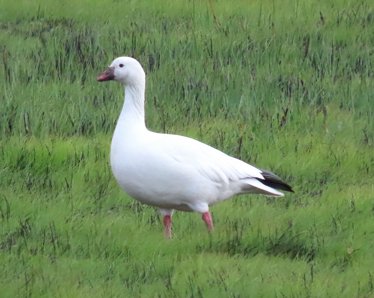 Ross's Goose - ML612365154