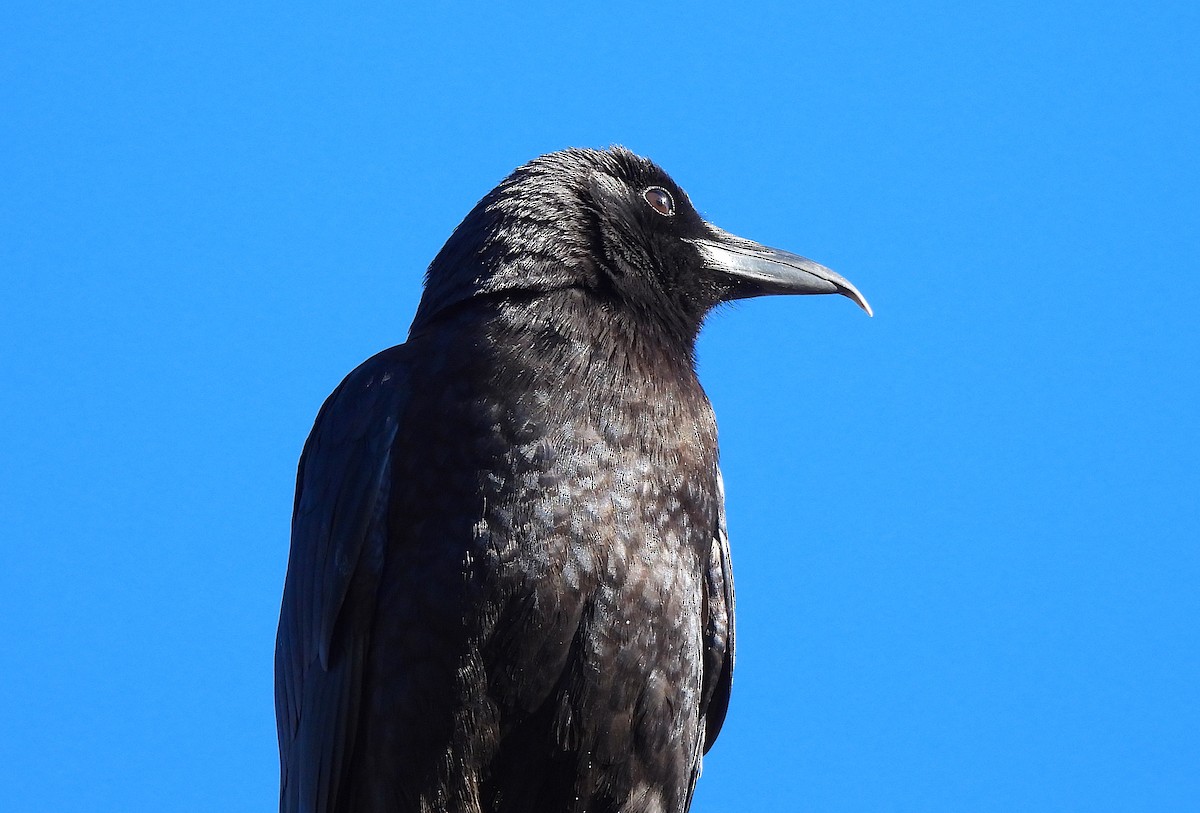 American Crow - ML612365166