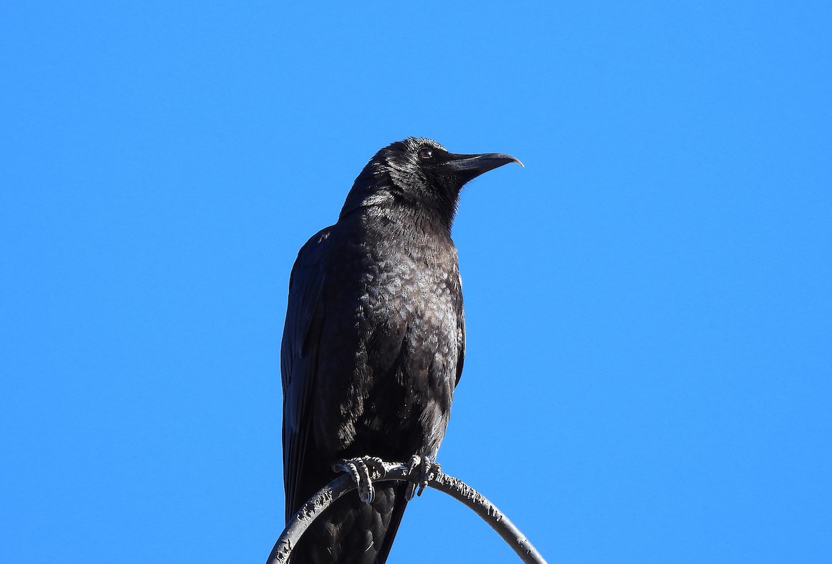 American Crow - Ted Floyd