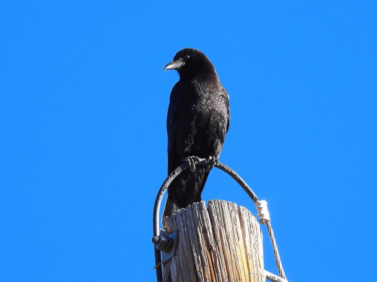 American Crow - ML612365184