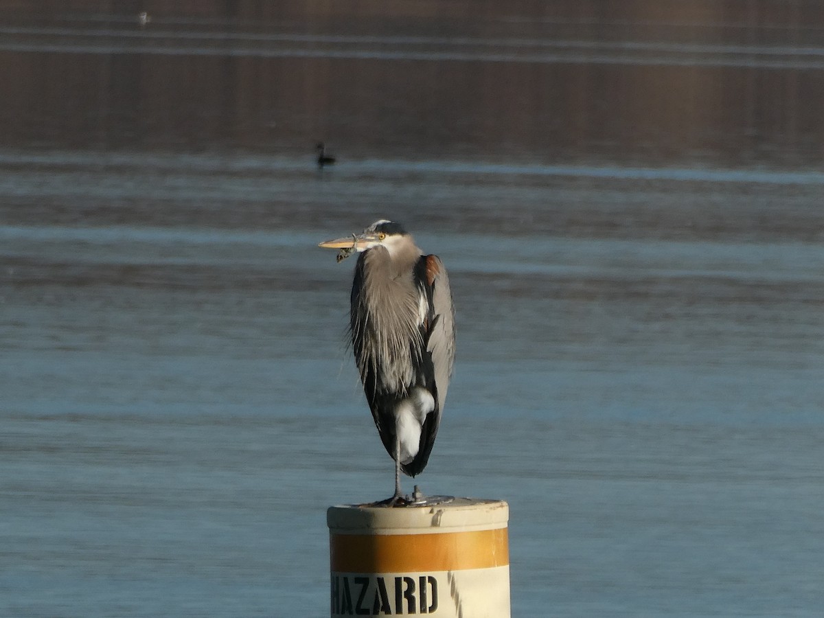 Great Blue Heron - J Joseph