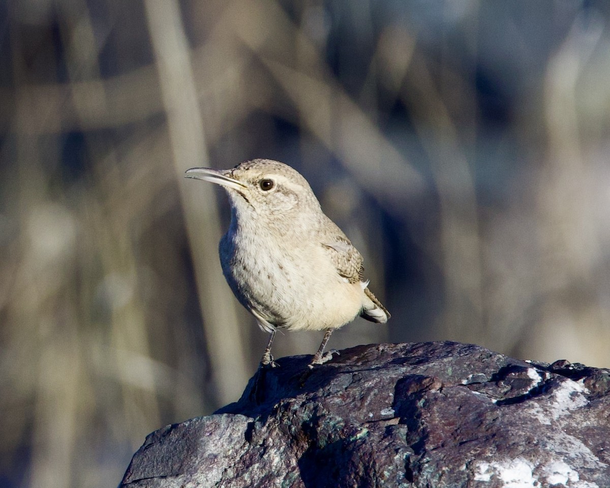 Rock Wren - ML612365205