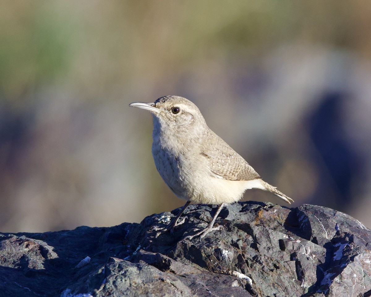 Rock Wren - ML612365207