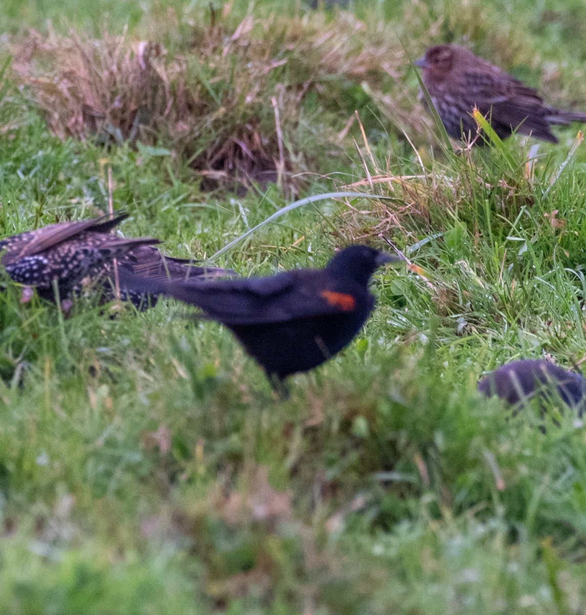 Red-winged Blackbird (California Bicolored) - ML612365405