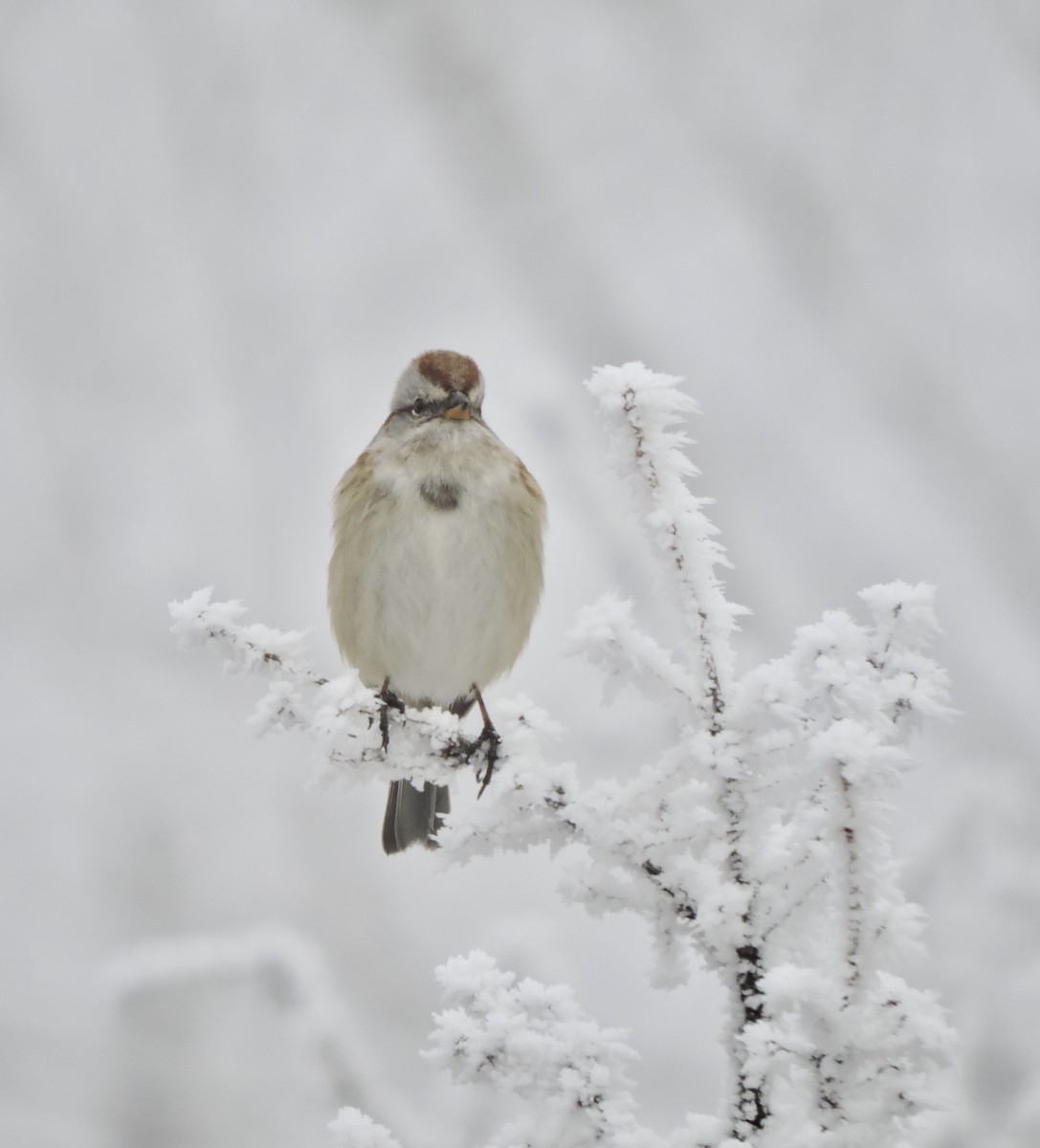 American Tree Sparrow - ML612365407