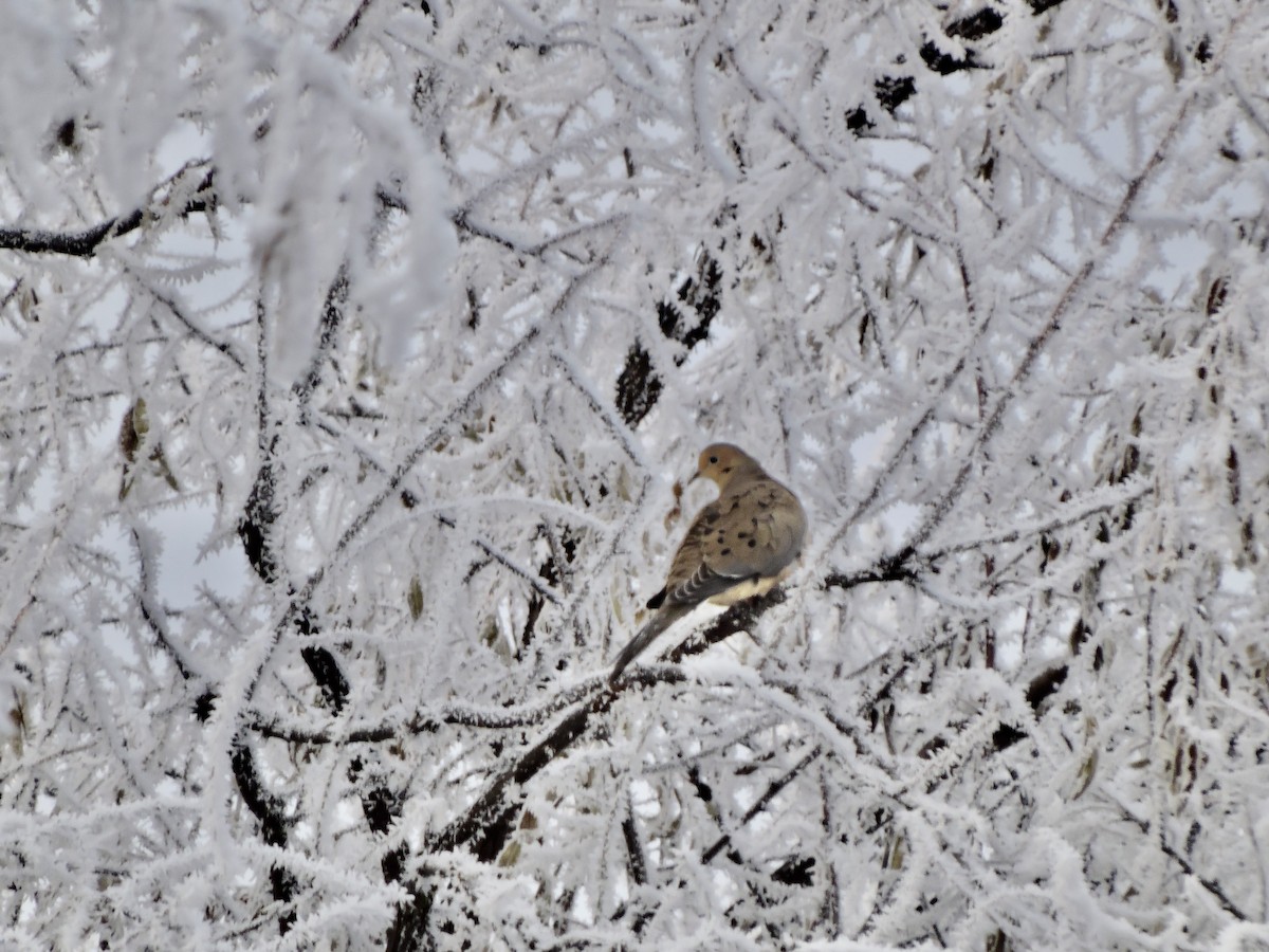 Mourning Dove - ML612365482