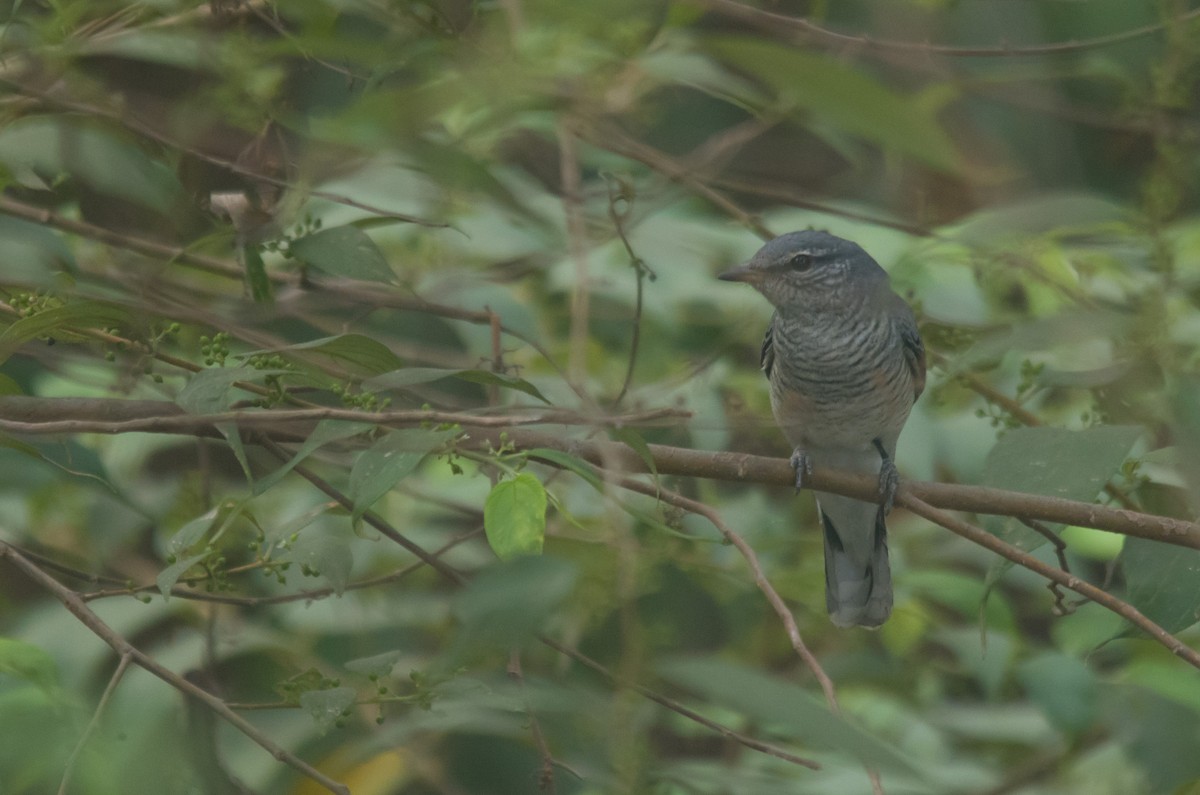 Black-headed Cuckooshrike - ML612365483