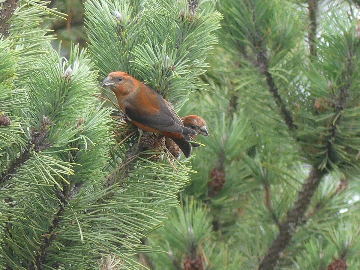 Red Crossbill - ML612365489