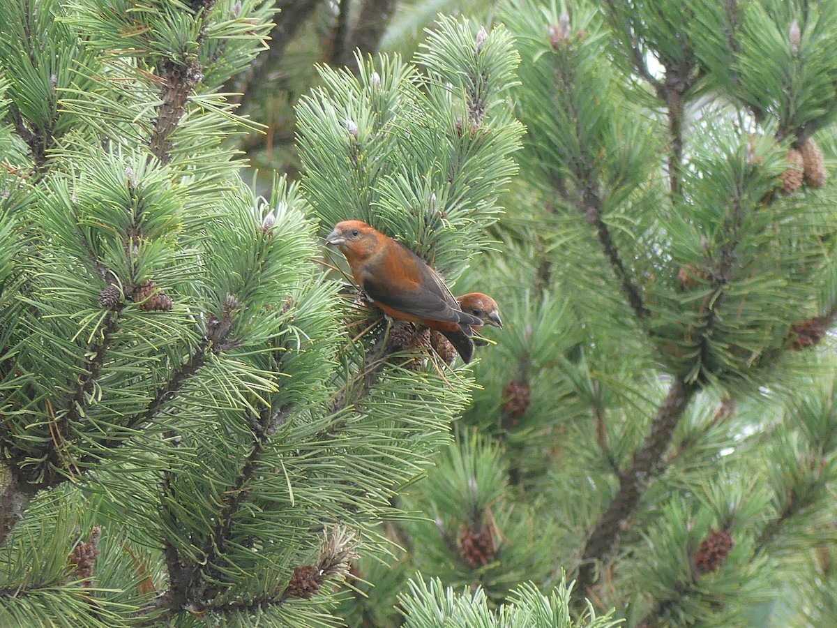 Red Crossbill - ML612365491