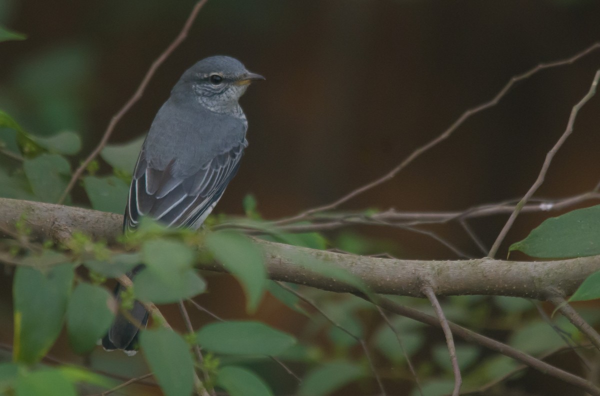 Black-headed Cuckooshrike - ML612365533