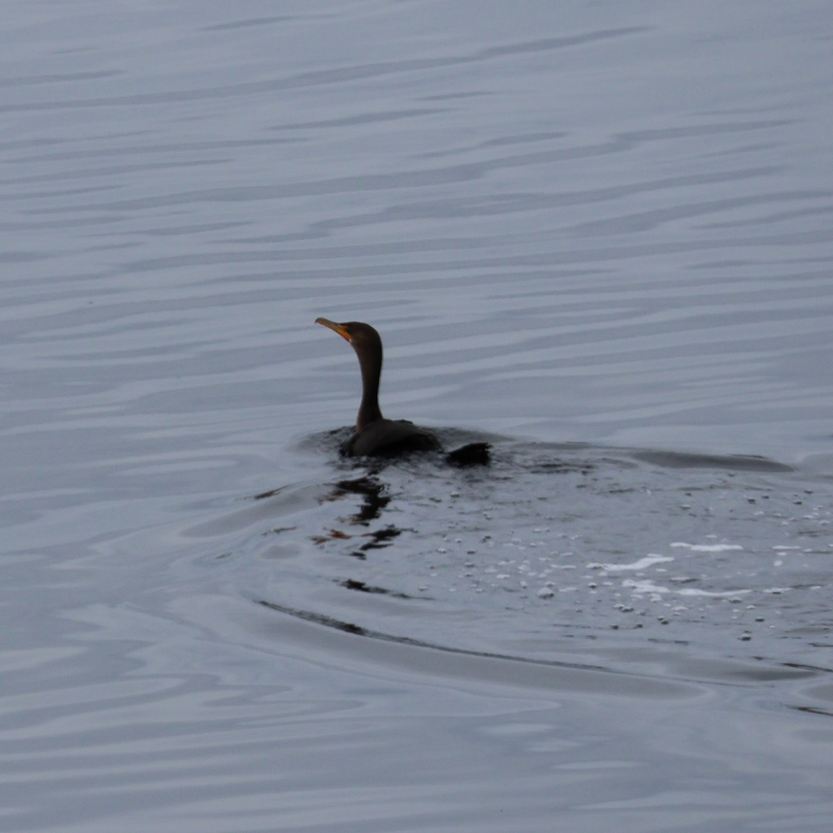 Double-crested Cormorant - Wes Hatch