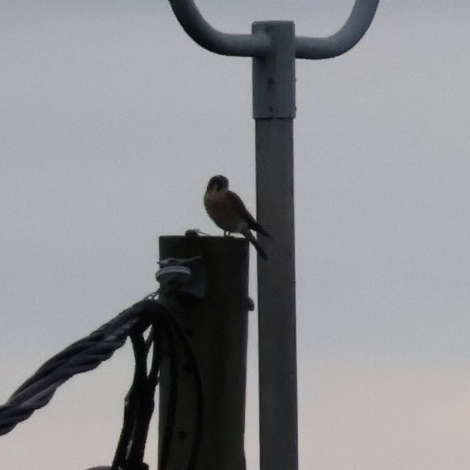 American Kestrel - Wes Hatch