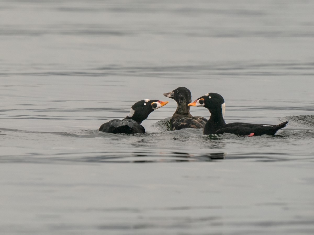 Surf Scoter - ML612365676