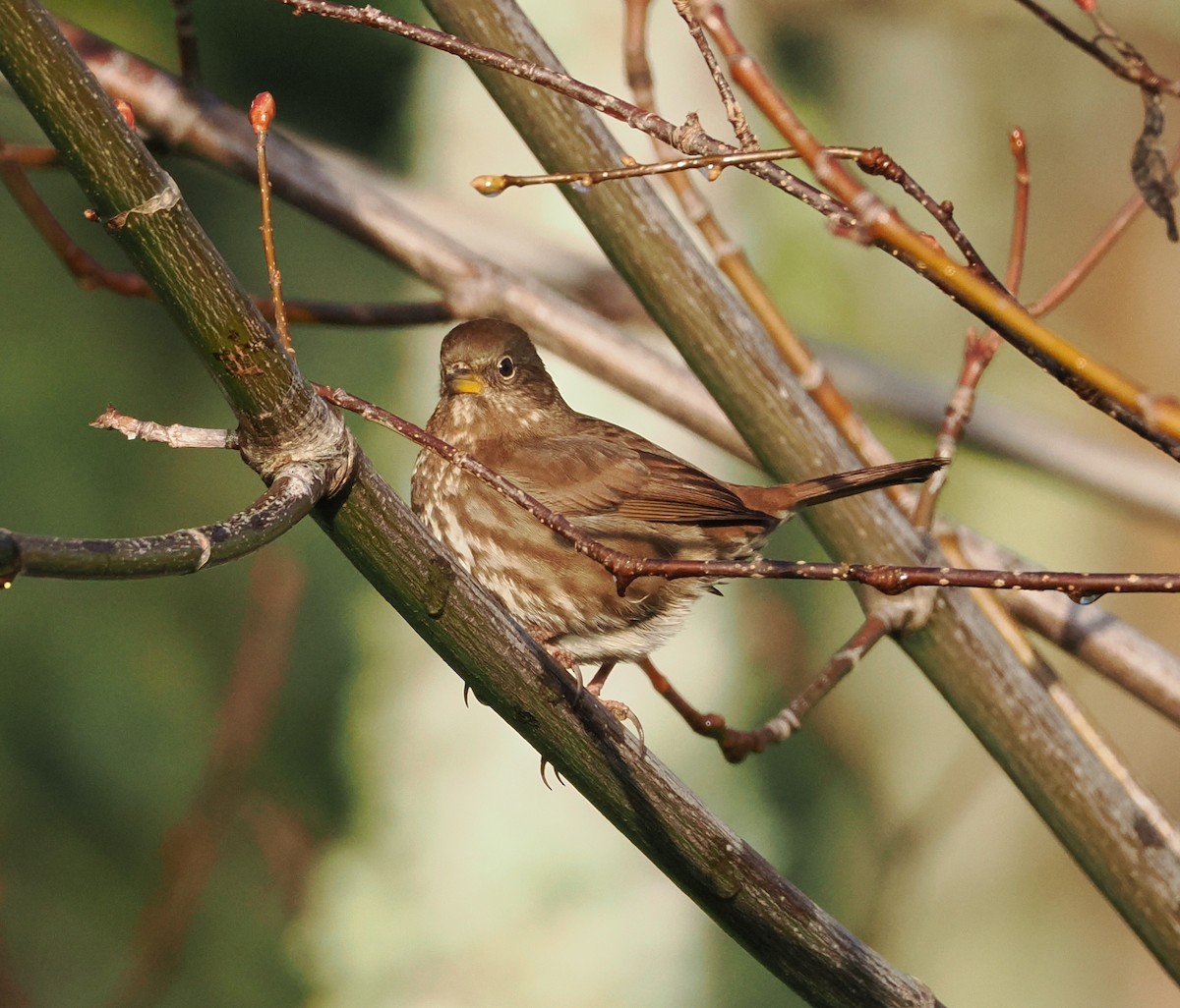 Fox Sparrow - ML612365741