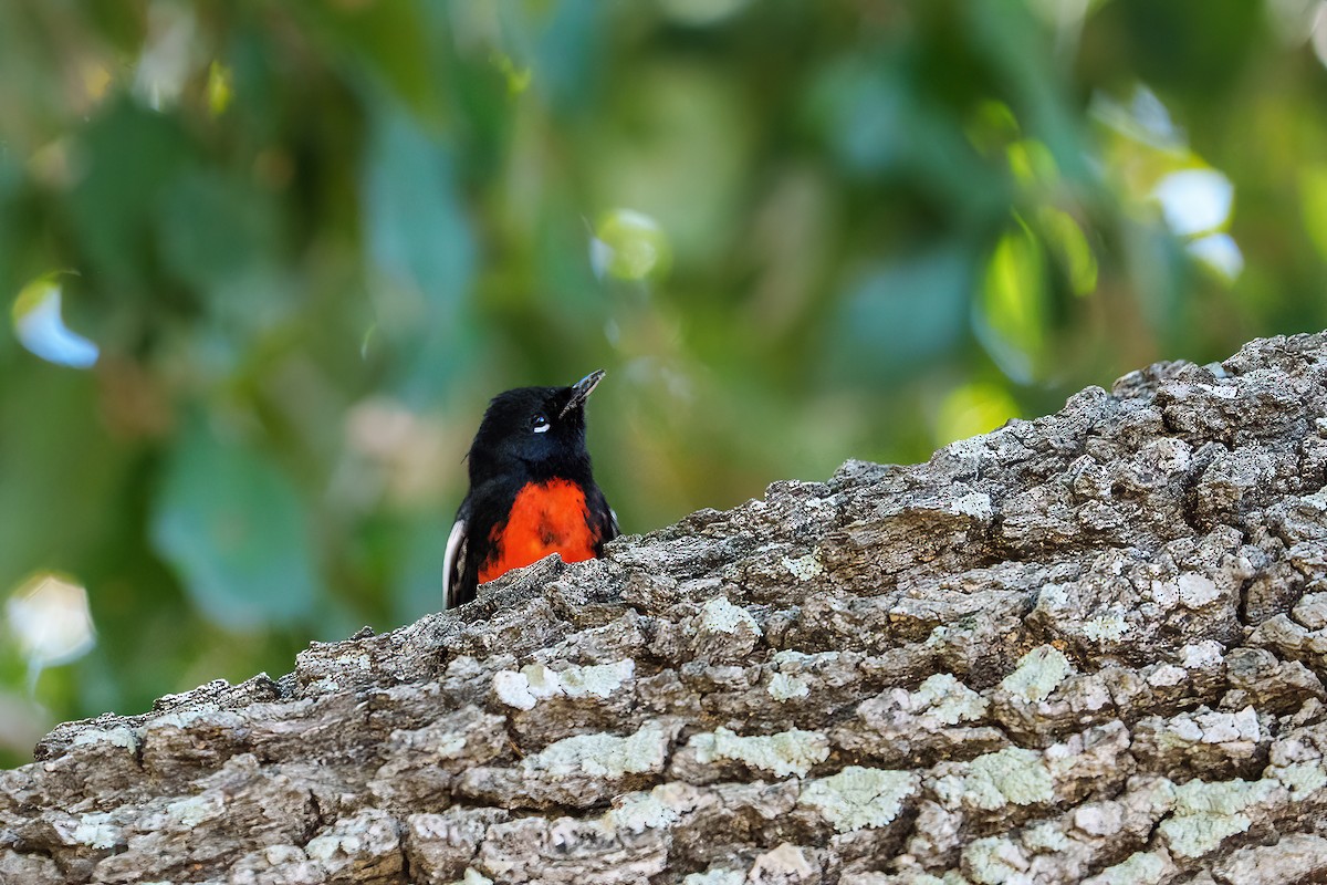 Painted Redstart - ML612365755