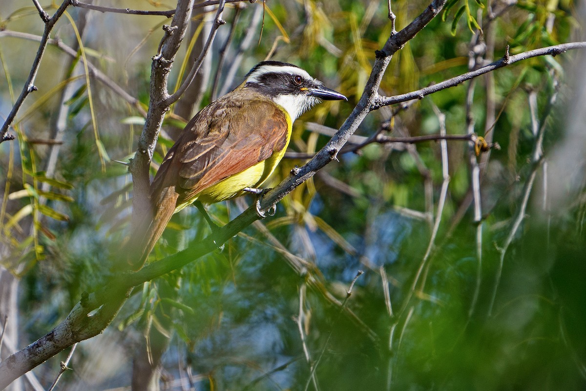 Great Kiskadee - ML612365757