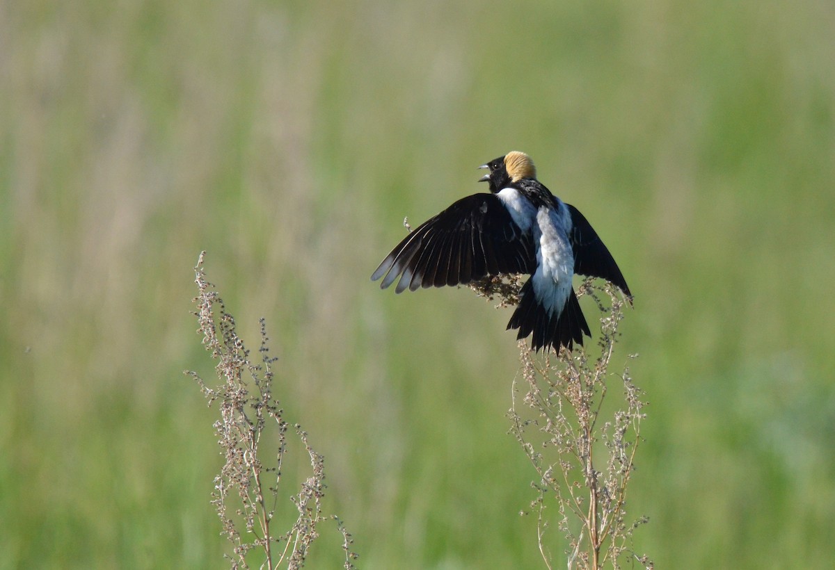 bobolink americký - ML612365759