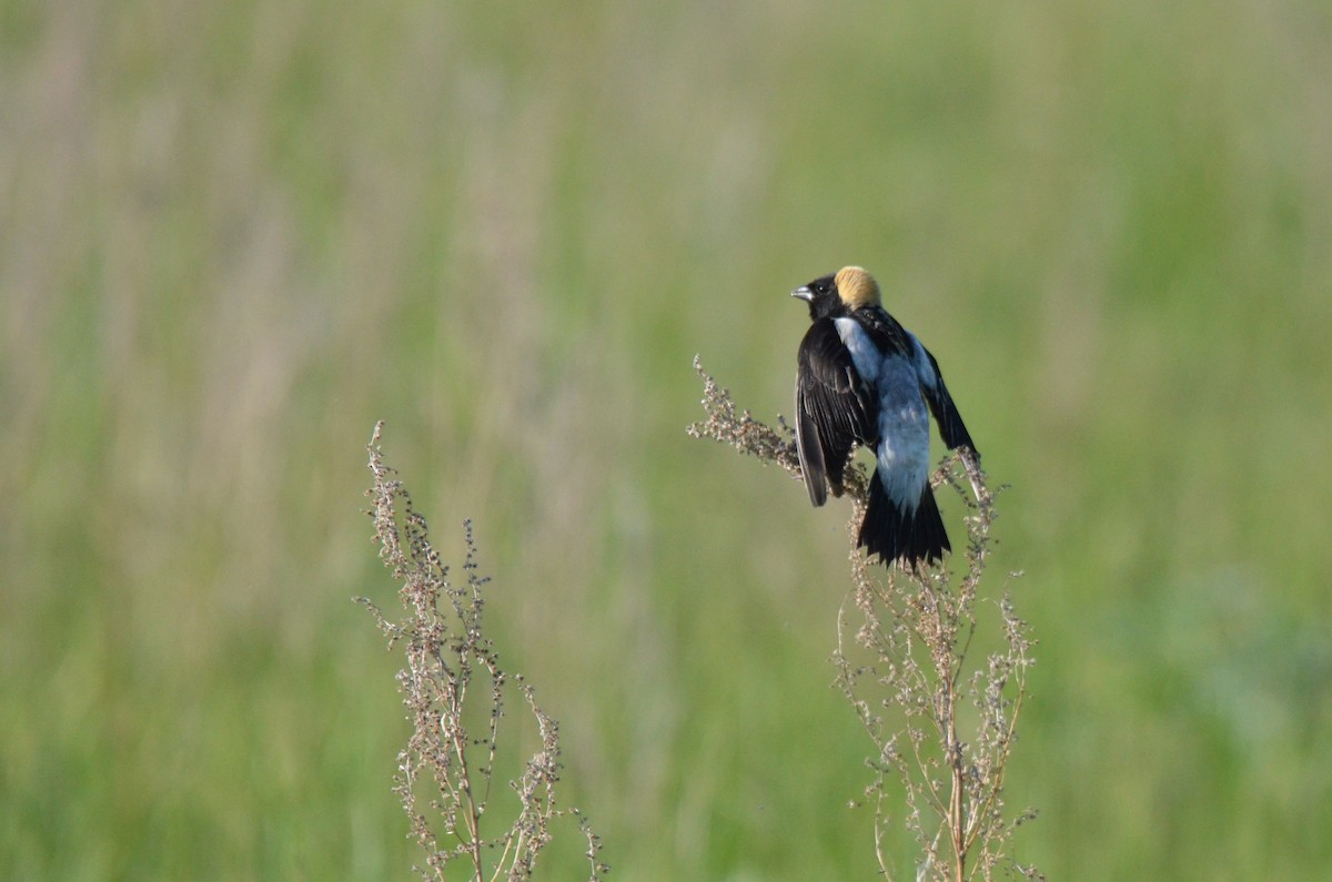 bobolink americký - ML612365760