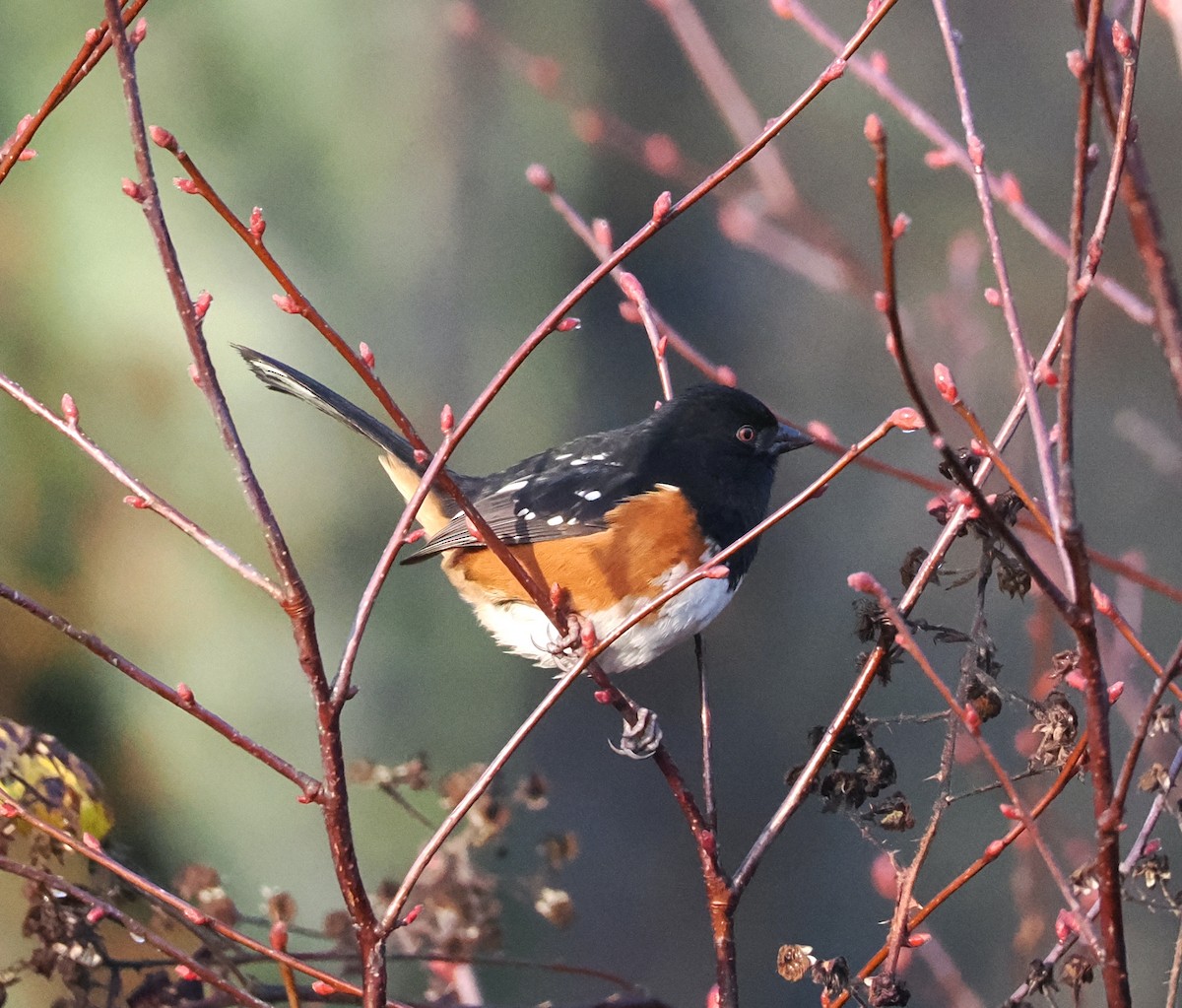 Spotted Towhee - ML612365779