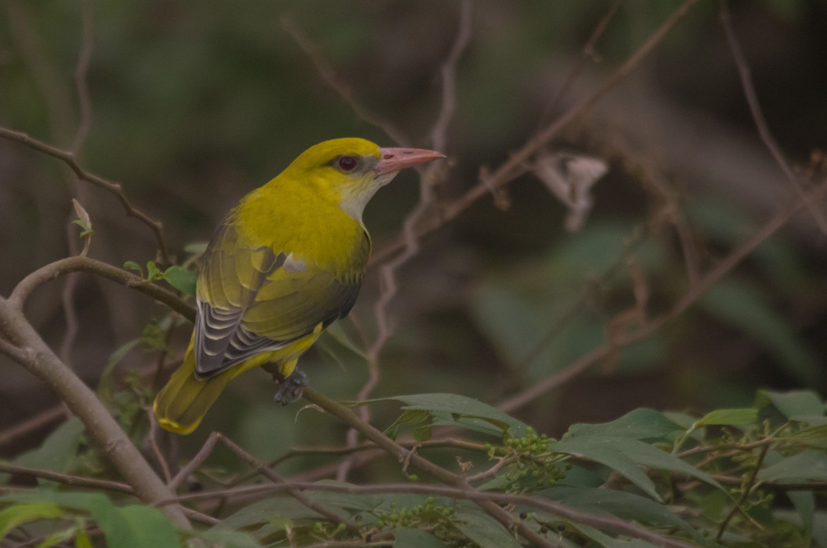 Indian Golden Oriole - Ikshan Ganpathi