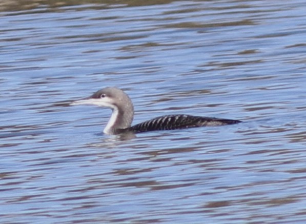 Pacific Loon - ML612365841