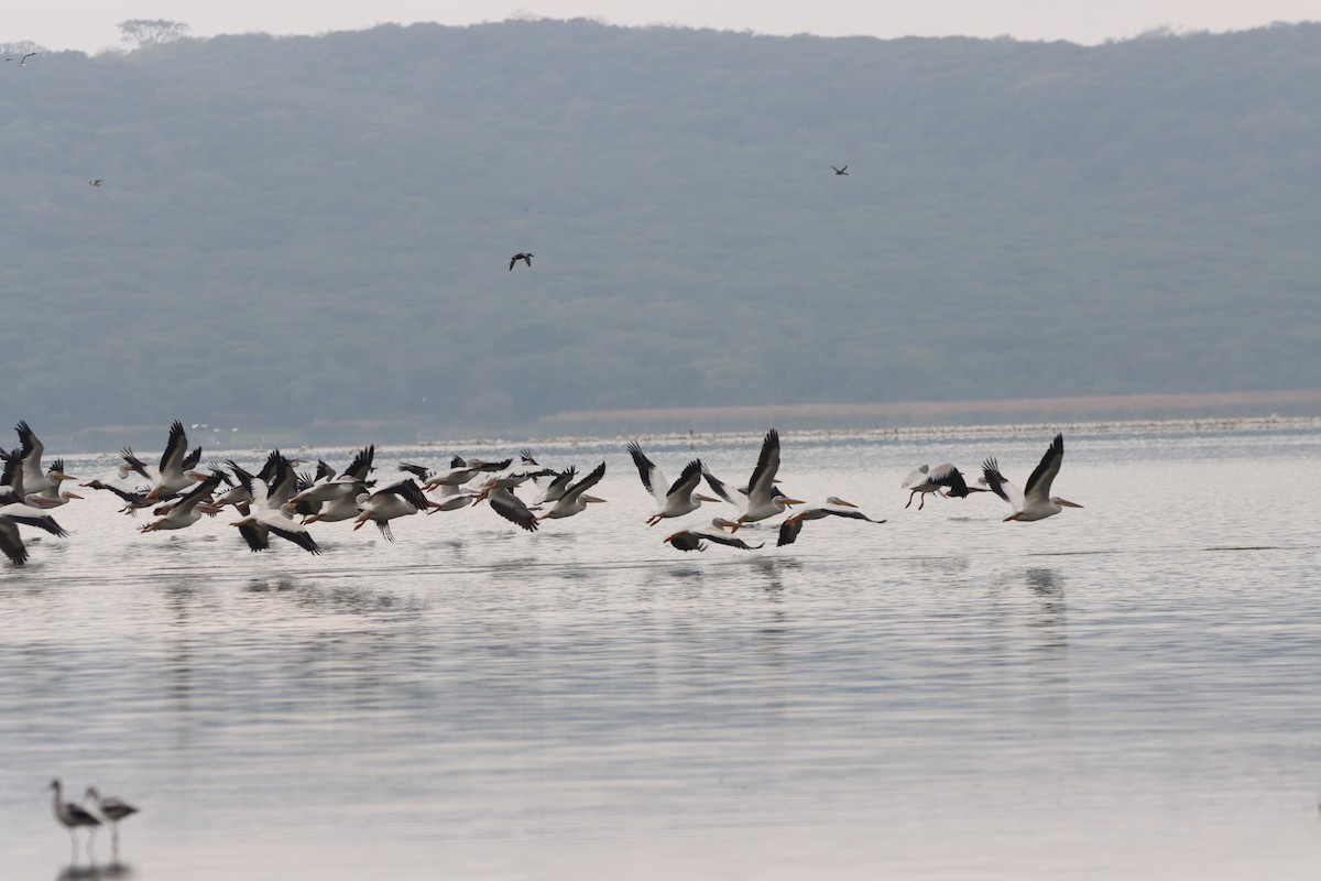 American White Pelican - ML612365862